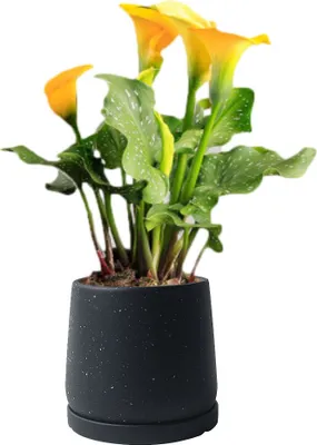 Produktbild von Keramik Indoor Outdoor Blume Pflanzer, Sukkulente Pflanze Töpfe Mit Abflussloch & Untertasse, Schöne Dekoration (Schwarz,19.3cm)