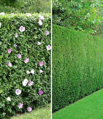 Produktbild von BALDUR Garten 10er Gemischte Hecken-Kollektion, je 5 Pflanzen Hibiskus-Hecke und Leyland-Zypressen-Hecke, winterhart, blühend, Hibiscus syriacus, Cupressocyparis leylandii