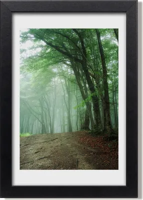 Produktbild von Bild 20x30 MDF-Rahmen, Wandkunst Nebel im Wald