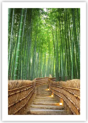 Produktbild von Poster - Poster ohne Rahmen - Bambus Pflanze - 50x70 cm - Wand Bild - Wanddeko - Wandbilder - Kunstposter - Wandposter - Bilder - Kunstdruck - Wanddekoration - Wandbild - P2XPA50x70-3979