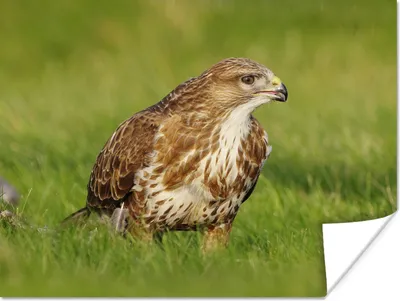 Produktbild von MuchoWow® Poster Ein Bussard auf der Suche nach seiner Beute 40x30 cm - Plakate für die Wände - Poster Wohnzimmer