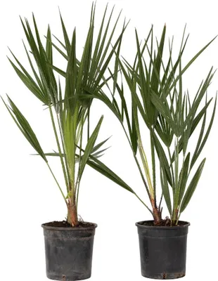Two potted palm plants are shown against a white background.
