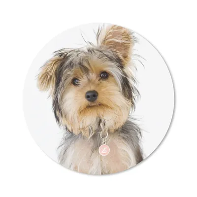 Produktbild von MuchoWow® Mauspad Mousepad Porträt eines Yorkshire-Terriers 50x50 cm - Mousepads - Maus Mat - Pad - Mausunterlage - Vinyl