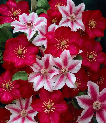 Produktbild von BALDUR Garten 2er Set Clematis Nelly Moser & Ville de Lyon, Pflanzen im 9x9 cm-Topf, Klematis, mehrjährige blühende Kletterpflanzen, winterhart, bienenfreundlich, Clematis Hybride