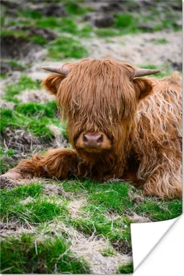 Produktbild von MuchoWow® Poster Schottisches Hochlandrind - Heu - Gras 20x30 cm - Papierdruck
