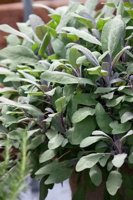Produktbild von Salvia officinalis 'Purpurascens', Purpursalbei, ca. 9x9 cm Topf
