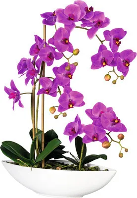 Produktbild von Kunstpflanze Phalaenopsis Höhe: 60 cm lila