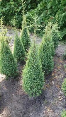 Produktbild von Irischer Säulenwacholder Hibernica - Juniperus communis - 60-80cm