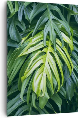 Produktbild von Bild auf Leinwand - Leinwandbild - Einteilig - Blume Natur - 70x100cm - Wand Bild - Wanddeko - Wandbilder - Leinwanddruck - Kunstdruck - Wanddekoration - Leinwand bilder - Wandbild - PA70x100-3951