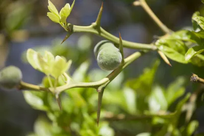 Produktbild von Poncirus trifoliata, Bitterorange, 60–80 cm