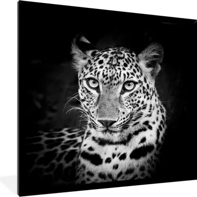 Produktbild von MuchoWow® MuchoWow® Gerahmtes Poster Panther - Schwarz - Weiß 40x40 cm - Poster mit zchwarzem Bilderrahmen - Mit Rahmen - Wanddekoration Schlafzimmer