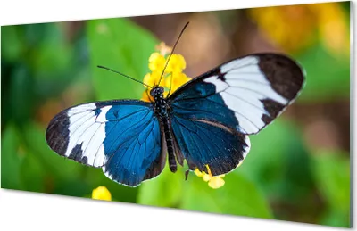 Produktbild von Glasbilder 140x70 Wandkunst Bunter Schmetterling auf Blumen