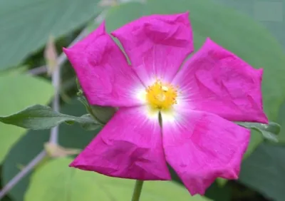 Produktbild von Cistus creticus - Kretische Zistrose 30-40cm