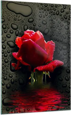 Produktbild von Bilder auf glas - Einteilig - Blume rote rose wasser tau - 70x100cm - Glasbilder - Wandbilder - Bilder - Wanddekoration aus Glas - Glas Bilder - Wandbild auf Glas - GPA70x100-2367