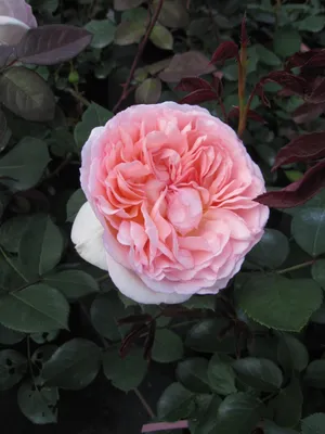 Produktbild von Märchenrose Märchenzauber ® - Beetrose - Rosa Märchenzauber ® - Kordes Rose - ADR Rose