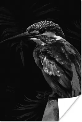 Produktbild von MuchoWow® Poster Vogel auf einem Zweig vor einem schwarzen Hintergrund - schwarz und weiß 120x180 cm - Kunstposter
