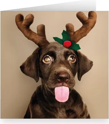 Produktbild von Süße XL Hunde Weihnachtskarte mit Labrador als Elch