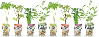 Image de Green boutiQ - Plantes fruitières - Rainbow - Groseille rouge - Framboise jaune - Mûre noire - Myrtille - Résistantes au froid - 8 plants - Pot de 9 cm