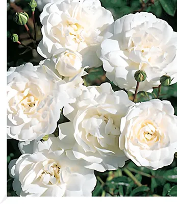 Produktbild von BALDUR Garten Weiße Rose 'Sea Foam', 1 Pflanze, Bodendeckerrose winterhart, mehrjährig, blühend, duftend, Rosa Hybride, robuste Rose, schnellwachsend, viele Blüten