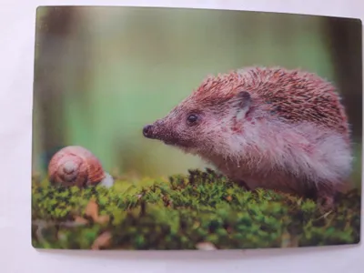 Produktbild von 3 D Ansichtskarte Igel mit Schnecke,  Postkarte Wackelkarte Hologrammkarte, Tier