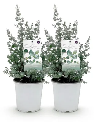Produktbild von GreenboutiQ - Terrassenpflanze - Eukalyptusbaum - Eucalyptus gunni - Grau - 2 Pflanzen - Winterhart - Topf 17cm Höhe 40cm