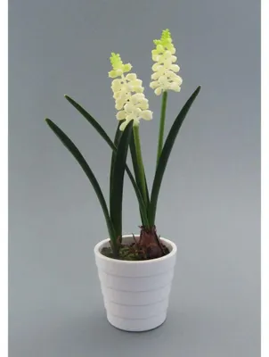 Produktbild von Kunstpflanze, Blume MUSKARI ca. 23cm. Im runden Topf. Weiß