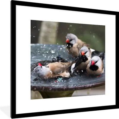 Produktbild von MuchoWow® Gerahmtes Poster Vogeltränke - Wasser - Vogel 40x40 cm - Poster mit Schwarzem Bilderrahmen Wandposter Rahmen Foto Bilder - Poster - Plakat im Rahmen