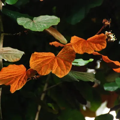 Image de Goldblatt-Bauhinia (Phanera aureifolia)  - 3 graines