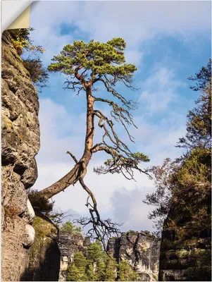 Produktbild von ARTland Wandbild, selbstklebend Felsen Bäume Sächsische Schweiz I Größe: 60x80 cm