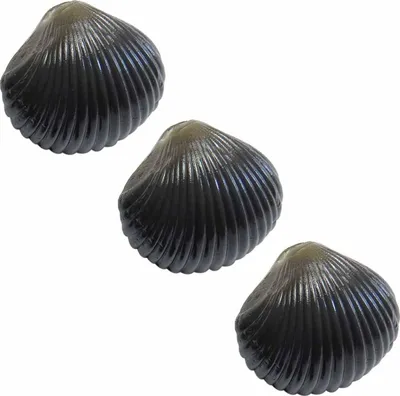 Produktbild von Angelköder für Karpfen künstliche Muscheln 3