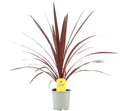 Produktbild von Drachenbaum australis 60cm Zimmerpflanze
