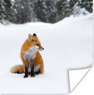 Produktbild von MuchoWow® Poster Fuchs - Schnee - Winter 75x75 cm - Wand Dekoration