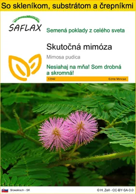 Obrázok produktu pre SAFLAX Kultivačný set - Skutočná mimóza - Mimosa pudica - 70 Semená - S mini skleníkom, pestovateľským substrátom a 2 črepníkmi