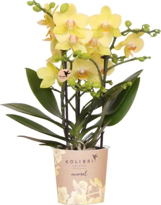 Obrázok produktu pre Žltá orchidea Phalaenopsis 'Albenga', Ø 9 cm, izbová rastlina s 2–3 kvetnými stonkami