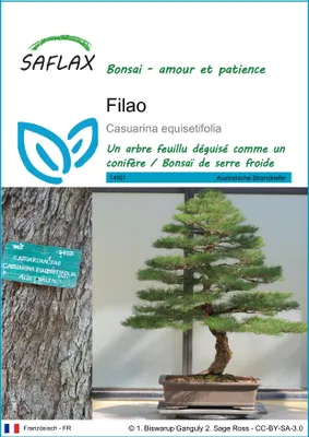 Image de SAFLAX - Filao - 200 graines - Casuarina