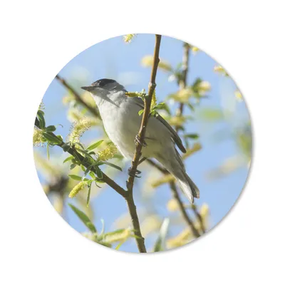 Produktbild von MuchoWow® Mauspad Mousepad Vogel im Baum 20x20 cm - Mousepads - Maus Mat - Pad - Mausunterlage - Schreibtischmatte
