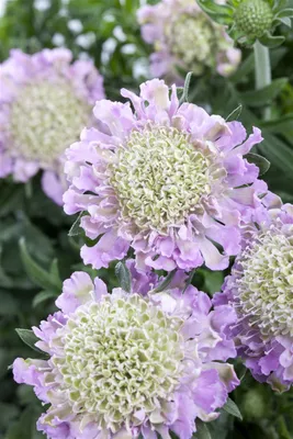 Produktbild von Scabiosa columbaria 'Pink Mist', Taubenskabiose, rosa, ca. 11x11 cm Topf