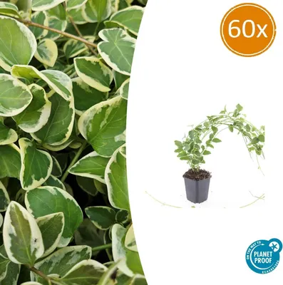 Zdjęcie produktu dla Roslina okrywowa - Barwinek bialy wielkolistny - Vinca major 'Variegata' - Doniczka 9 cm - Zestaw 60 roslin