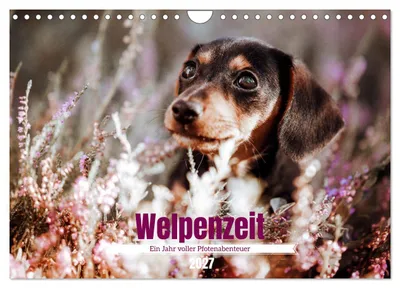 Produktbild von Welpenzeit - Ein Jahr voller spannender Pfotenabenteuer (Wandkalender 2027 DIN A4 quer), CALVENDO Monatskalender