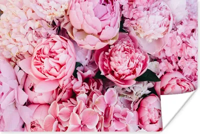 Produktbild von MuchoWow® Poster Blumen - Rosa - Rosen 180x120 cm - Fotoplakat