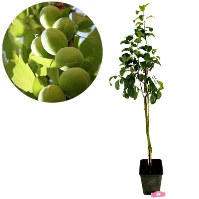 Obrázek produktu pro Prunus Domestica 'Reine Claude Verte', švestka, 5litrový květináč