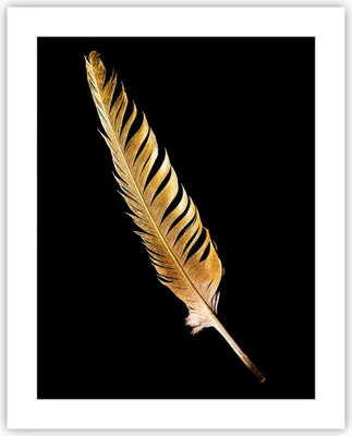 Produktbild von Poster - Poster ohne Rahmen - Golden Feder Schwarz - 40x50 cm - Wand Bild - Wanddeko - Wandbilder - Kunstposter - Wandposter - Bilder - Kunstdruck - Wanddekoration - Wandbild - P2XPA40x50-4887