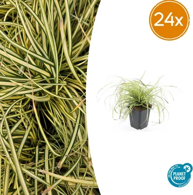 Zdjęcie produktu dla Carex oshim. 'Evergold' | 24 szt. - 10-25cm - Ø9cm - Roślina ogrodowa