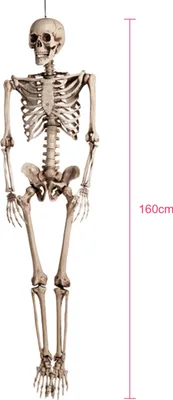 Produktbild von Realistisches Skelett Halloween-Hängedeko beige 160cm - Einheitsgröße