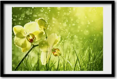 Produktbild von Bild 60x40 MDF-Rahmen, Wandkunst Orchidee