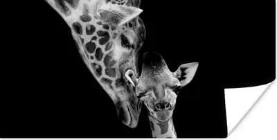 Produktbild von MuchoWow® Poster Porträt - Giraffe - Tiere - Schwarz - Weiß 40x20 cm - Poster für die Wand - Poster Schlafzimmer