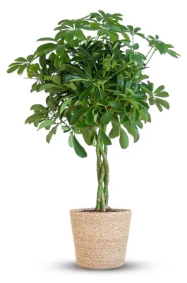 Zdjęcie produktu dla Schefflera Arab Nora z koszykiem Sofia naturalna - 70-80cm - Ø21cm - Roślina doniczkowa - Zimozielony