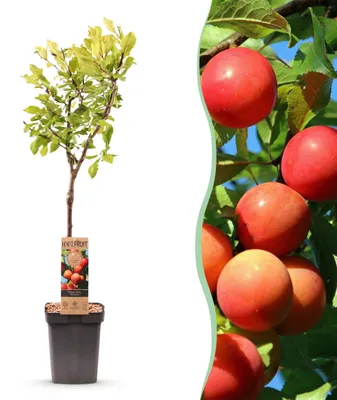 Produktbild von Green boutiQ - Obstbaum - Prunus domestica Victoria - Apfelbaum - Winterhart - Rosa-Orange Apfel - 1 Pflanze - Topf 21cm - Höhe 90cm