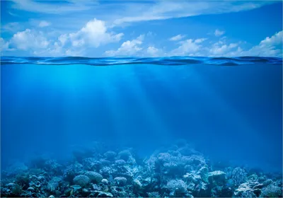 Produktbild von Wallario selbstklebendes Poster - Unterwasserwelt Meer, Größe: 70 x 100 cm