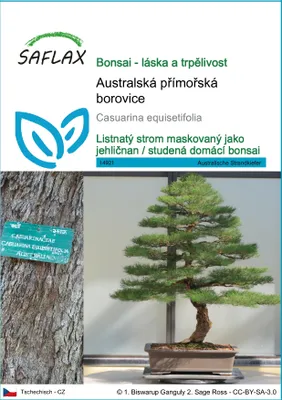 Obrázek produktu pro SAFLAX - Australská přímořská borovice - Casuarina equisetifolia - 200 Semena